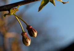 a-0180 Luikende bloesem (Prunus Sargenti)